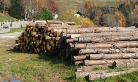 L’Italia non rinuncia all’importazione di legno illegale