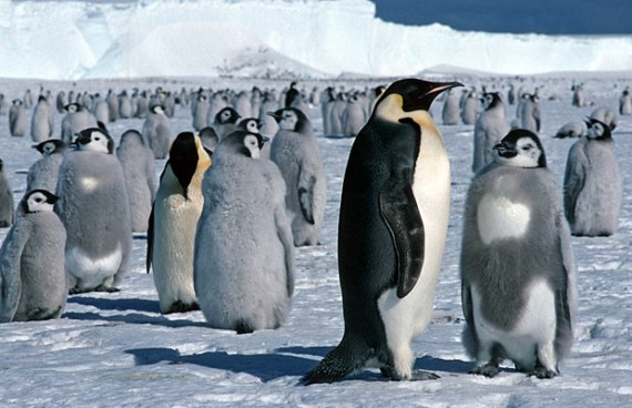 Cambiamenti climatici? La parola ai pinguini di Adelia