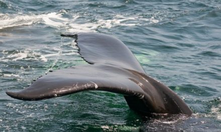 Greenpeace: caccia alle balene in crisi, grazie a voi!