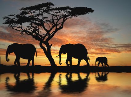 Internet of Elephants: l’uso ambientale dei big data