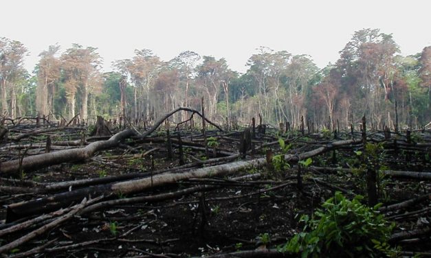 Ancora alto il tasso di deforestazione: nessun cambiamento dal 2001