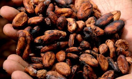 Il cacao illegale è causa della deforestazione in Africa