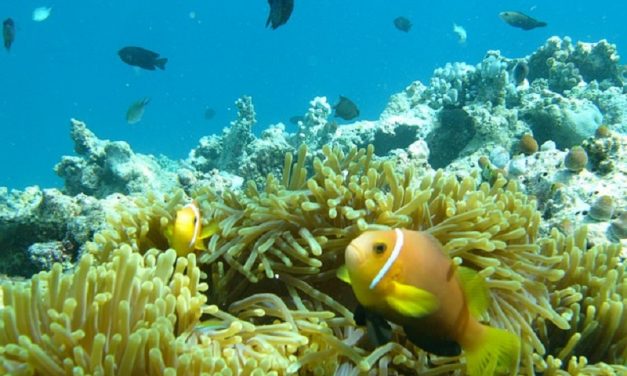 Oceani a rischio: aumento di zone senza ossigeno e pericolo estinzione