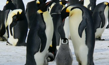 In Antartide, la pesca industriale intensiva minaccia i pinguini