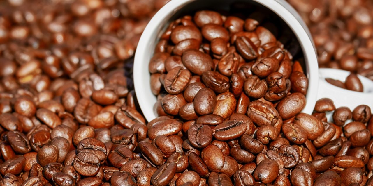 Siccità e parassiti: 60% delle specie selvatiche di caffè a rischio estinzione