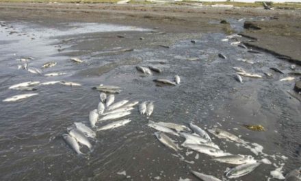 Allarme siccità: più di un milione di pesci morti in Australia