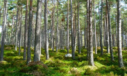 Dall’Unione Europea finalmente un no deciso alla deforestazione