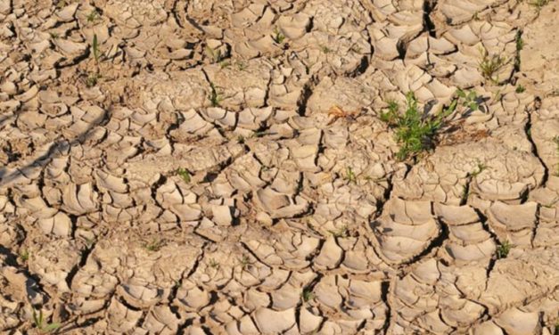Report Wwf: gestire meglio i bacini idrici per combattere la siccità