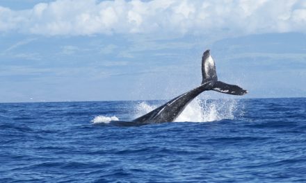 Giappone: riparte la caccia alle balene per scopi commerciali