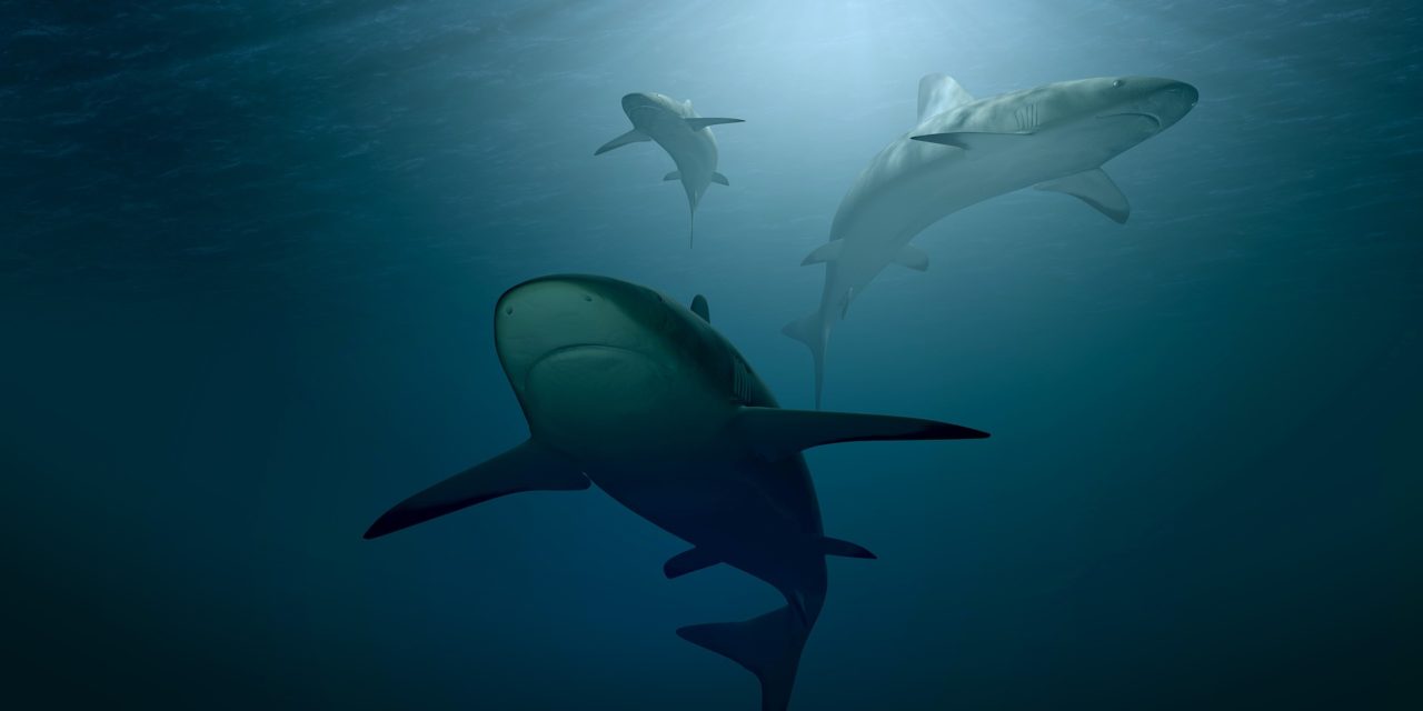 Pesca illegale e plastica: squali e altre specie a rischio nel Mediterraneo