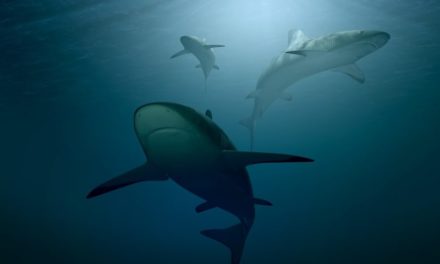 Pesca illegale e plastica: squali e altre specie a rischio nel Mediterraneo