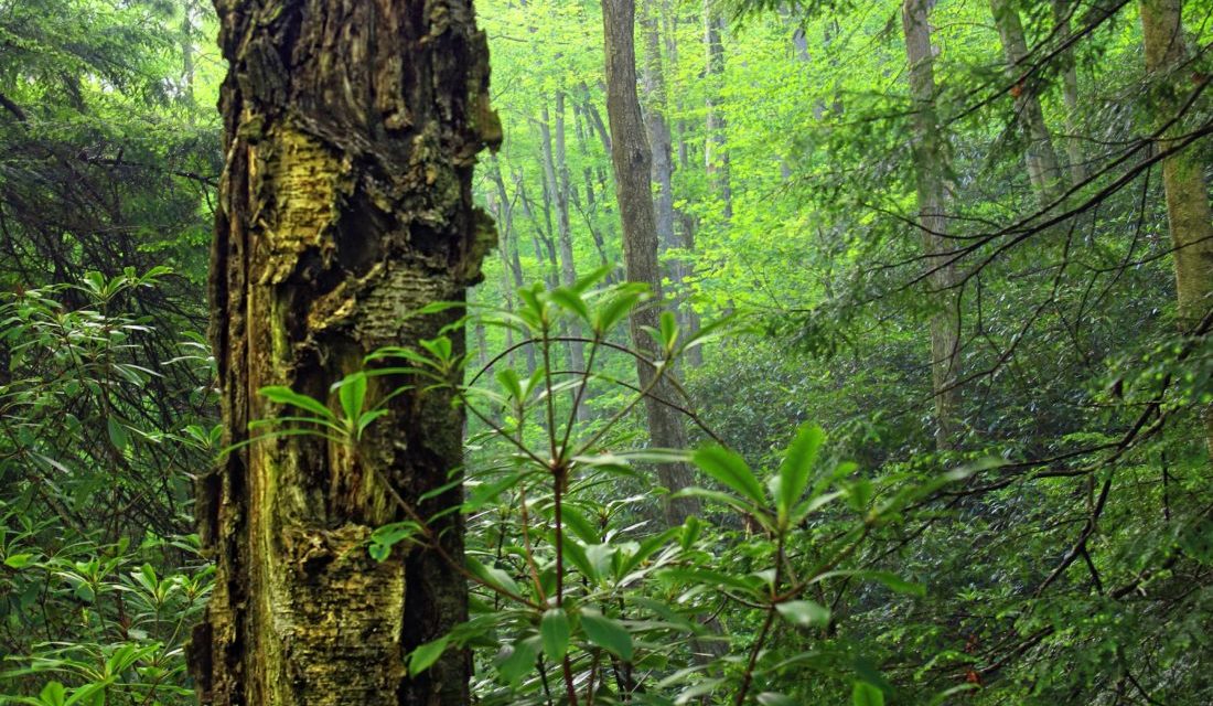 Foreste pluviali tropicali: sottostimato l’impatto del disboscamento sul clima