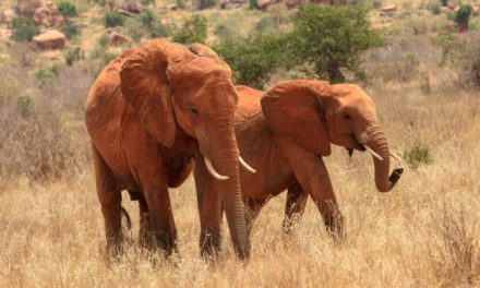 Siccità in Africa Australe: 300 elefanti morti per fame e sete