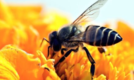 Pesticidi e cambiamenti climatici: sempre più api rischiano di scomparire