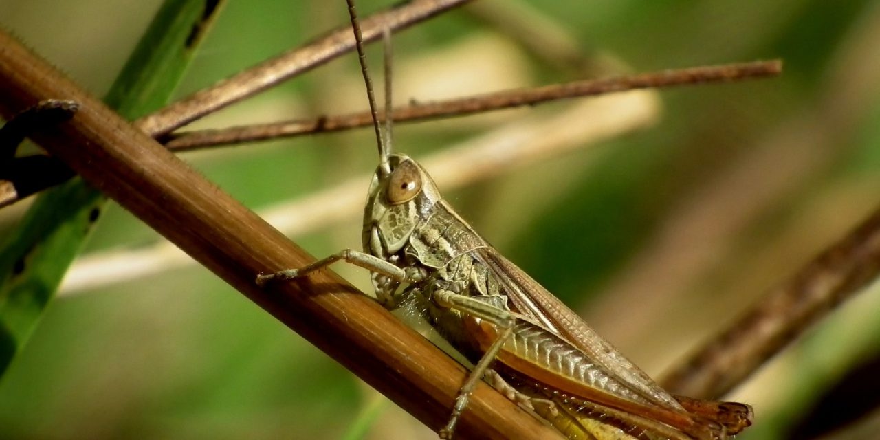 Invasione di locuste: in Africa allarme alimentare per milioni di persone
