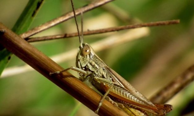 Invasione di locuste: in Africa allarme alimentare per milioni di persone