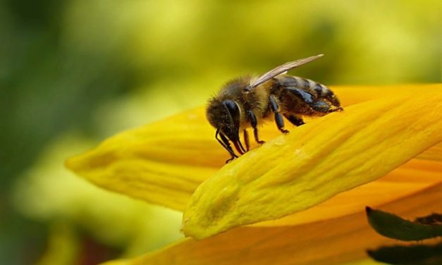 La Francia dice sì ai pesticidi neonicotinoidi, dannosi per le api e per l’ambiente