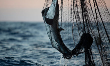 Greenpeace contro la pesca intensiva che mette in ginocchio l’ecosistema dell’Oceano Indiano
