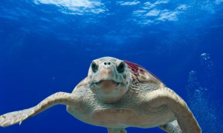 Nascono i Tartawatcher, i guardiani di Legambiente a difesa delle tartarughe marine