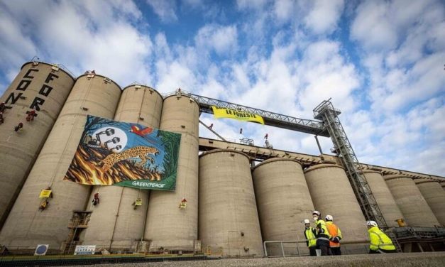 Importazioni di soia, allevamenti intensivi e foreste: Greenpeace chiede una normativa rigorosa