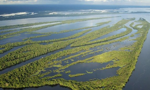 La morte progressiva dell’Amazzonia ci riguarda da vicino
