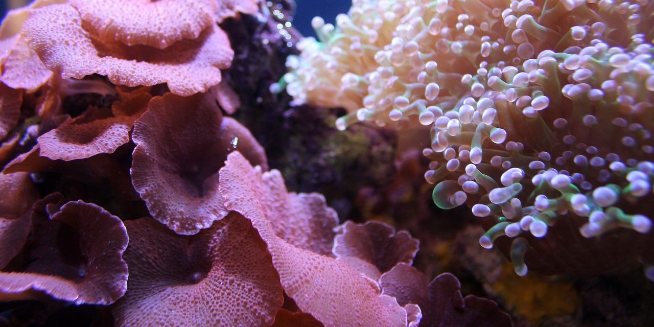 L’appello di Greenpeace per salvare la barriera corallina che rischia di scomparire