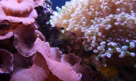 L’appello di Greenpeace per salvare la barriera corallina che rischia di scomparire
