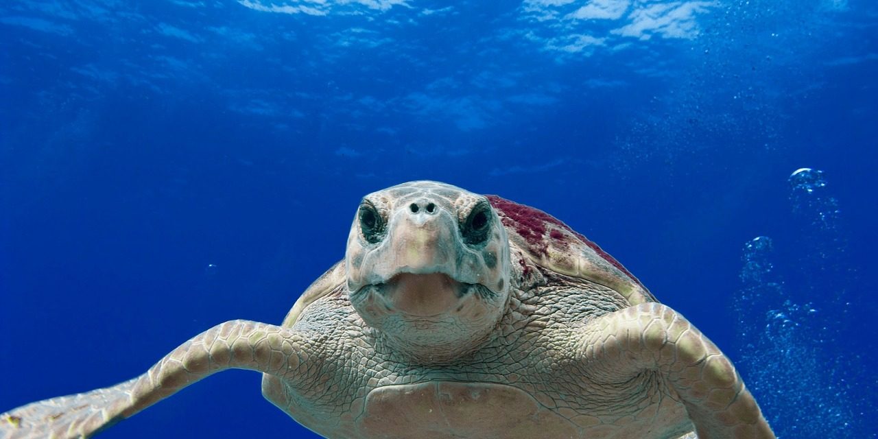 Tartawatchers: torna la campagna di Legambiente per proteggere le tartarughe marine