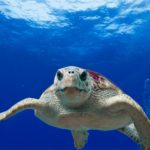Tartawatchers: torna la campagna di Legambiente per proteggere le tartarughe marine