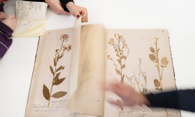 A Bologna inaugurata “Herbarium. I fiori sono rimasti rosa”, la mostra di Alessandra Calò
