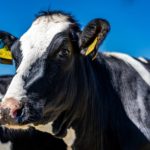 In Spagna, stop ai maxi-allevamenti di bovini. Greenpeace: moratoria anche in Italia