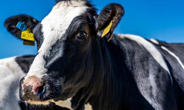 In Spagna, stop ai maxi-allevamenti di bovini. Greenpeace: moratoria anche in Italia
