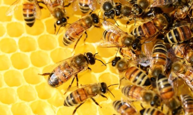 Le api sono sempre più a rischio: Greenpeace Italia avvia un progetto per aiutarle
