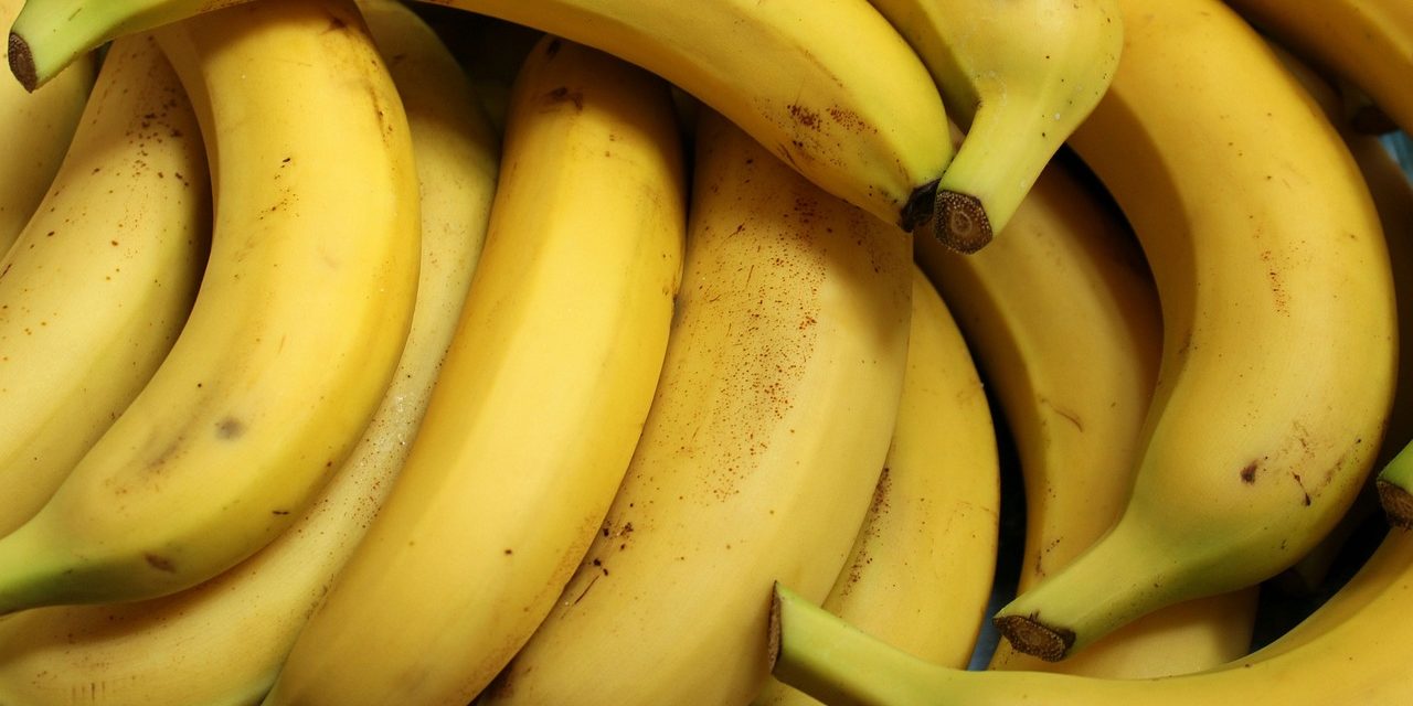 Il frutto del banano ancora a rischio di estinzione