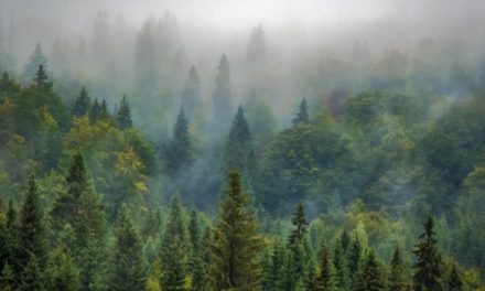 Ambiente: antiche foreste disboscate e depredate nel cuore dell’Europa