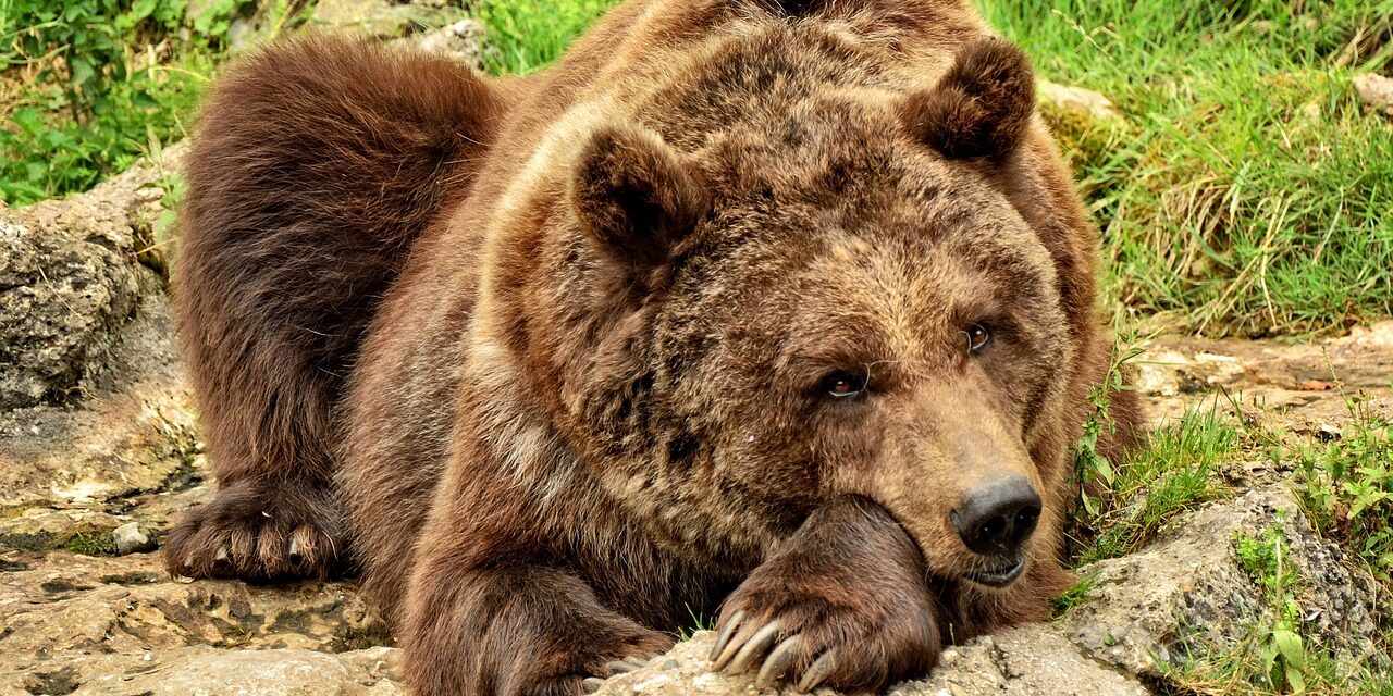 Abbattere otto orsi all’anno: la nuova feroce scorciatoia del Trentino