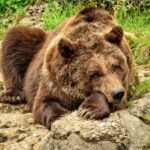Abbattere otto orsi all’anno: la nuova feroce scorciatoia del Trentino