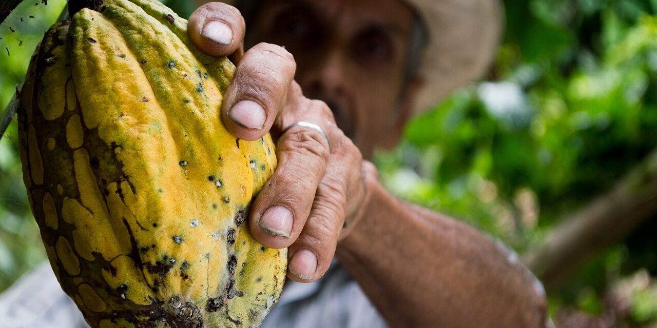 Cacao amaro