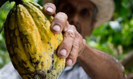 Cacao amaro